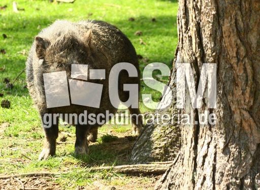 Hängebauchschwein-7993.jpg